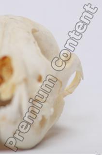 Skull Badger 0015